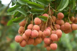 Hai Duong exporte ses premières tonnes de litchi de l'année 2021