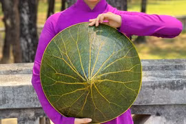 Les feuilles de lotus, source d’inspiration infinie pour un jeune peintre de Hue