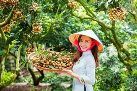Les longanes frais du Vietnam conquièrent le marché australien