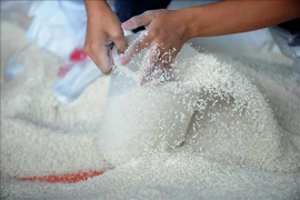 Bon signe pour les exportations de riz d’ici la fin de l’année