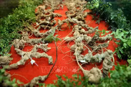 Développer une marque nationale pour le ginseng vietnamien