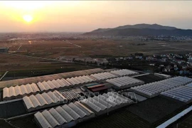 Ferme de légumes bio de la coopérative Yen Dung dans la province de Bac Giang. Photo: VNA