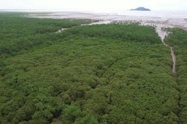 La Journée mondiale de l’environnement, qui a lieu chaque année le 5 juin, rassemble des millions de personnes à travers le monde et encourage tout le monde à participer aux efforts de protection et de restauration de la Terre. Photo: Vietnamplus