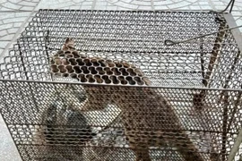 Un individu de chat sauvage réceptionné par le Centre de sauvetage, de conservation et de développement des créatures, relevant du Comité de gestion du parc national de Phong Nha - Ke Bang. Photo: VNA