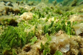 Herbiers marins dans la zone de protection marine du Parc national Nui Chua. Photo: VNA