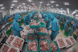 Les exportations de pangasius retrouvent des couleurs en rapportant 725 millions de dollars au cours des cinq premiers mois. Photo: VNA