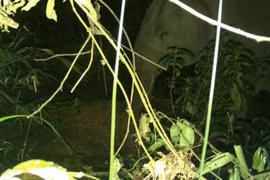 Ha Tinh : conservation urgente de l'éléphant d'Asie