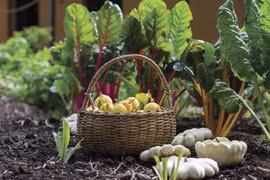 Le Vietnam parmi les 10 pays avec la plus grande superficie agricole bio en Asie