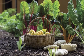 Le Vietnam parmi les 10 pays avec la plus grande superficie agricole bio en Asie