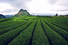 Le Marathon en sentier du Vietnam 2019 se tient à Moc Chau