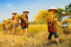 Ho Chi Minh-Ville : développer l’agrotourisme dans les districts périurbains