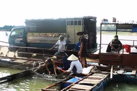 L’élevage d’Hemibagrus guttatus en vogue à Phu Tho 