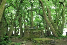"Patrimoine végétal" en terre sainte à Phu Tho