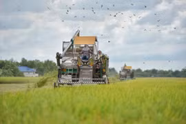 Thaïlande : approbation d’un budget pour garantir les prix du riz et de l'huile de palme