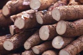 Manioc : les exportations vers la R. de Corée ont fortement augmenté