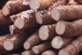 Manioc : les exportations vers la R. de Corée ont fortement augmenté