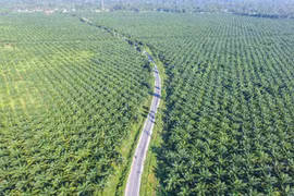 L'Indonésie demande à certains supermarchés d'éliminer les produits «sans huile de palme»