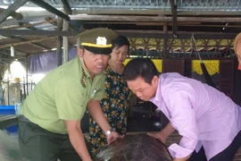 Ca Mau : une tortue imbriquée rendue à la nature