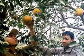 Le pamplemousse de Diên, une spécialité fruitière de Hanoï