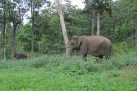 Installation du GPS pour surveiller les éléphants sauvages à Dak Lak