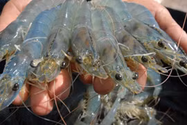 L'Australie augmente ses importations de crevettes vietnamiennes 