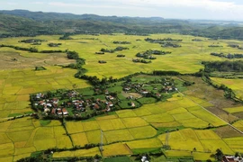 Venez à Phu Yen pendant la saison du riz mûr 