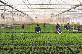 Dà Nang tente de moderniser son agriculture