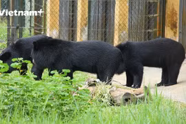 La nouvelle vie des quatre derniers ours du Cirque national