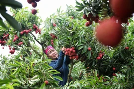 Bac Giang accompagne la révolution numérique du monde agricole et rural