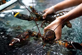 Partie Sud du Centre, "royaume" du homard du Vietnam 