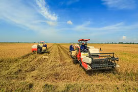 Exportations de riz : nouvelles opportunités et nouveaux défis