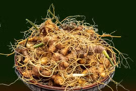 Edifier la marque pour le ginseng vietnamien