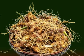 Edifier la marque pour le ginseng vietnamien