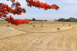 Deux réserves de biosphère du Vietnam proposées pour approbation de l'UNESCO