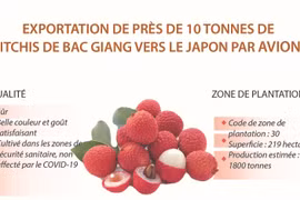 Exportation de près de 10 tonnes de litchis de Bac Giang vers le Japon
