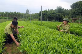 Lang Son renforce sa politique de reboisement et de développement de la sylviculture
