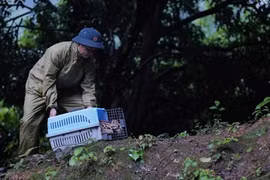 Hanoï : une centaine d'animaux sauvages relâchés 