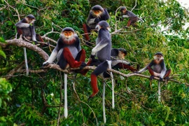 Protéger et promouvoir la biodiversité pour le développement durable