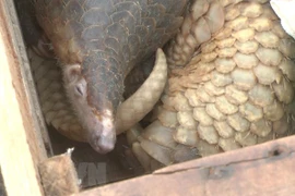 Hung Yen : découverte d’un trafic de pangolins
