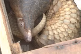 Hung Yen : découverte d’un trafic de pangolins