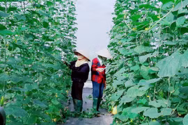 Bac Giang : Appliquer des avancées scientifiques dans le développement des zones rurales
