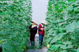 Bac Giang : Appliquer des avancées scientifiques dans le développement des zones rurales