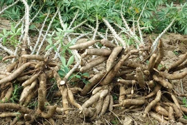 Manioc et produits dérivés: la chute se poursuit en 10 mois
