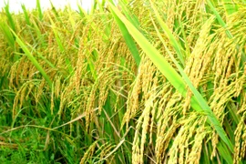 Il est nécessaire de développer les chaînes de valeur de riz
