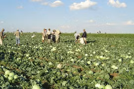 Des propriétaires agricoles vietnamiens en Russie