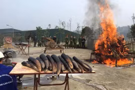 La destruction de l'ivoire doit être une pratique courante au Vietnam