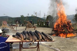La destruction de l'ivoire doit être une pratique courante au Vietnam
