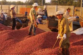 Il est prévu que la production de café continuera de diminuer d’environ 20 % au cours de la prochaine campagne agricole. (Photo : vneconomy.vn)