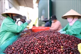 Les producteurs de café choisissent leurs grains de café pour les exporter dans la province de Đak Lak, sur les hauts plateaux du centre. (Photo : VNA)
