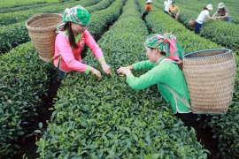 Les agriculteurs récoltent du thé dans la province de Lai Chau (Nord). (Photo : VNA)
